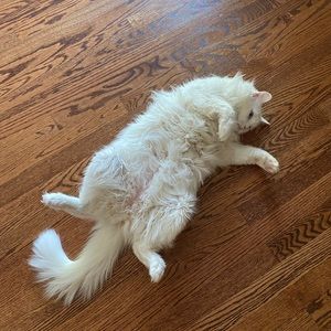 Meet your Posher, Oc